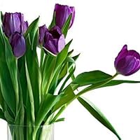 Profile Image for Sue.