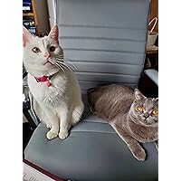 Profile Image for Allen Walker.